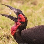 Bucorve terrestre, Maasaï Mara