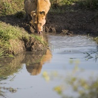 Lion, Maasaï Mara