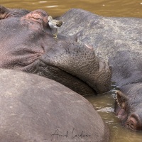 Hippopotame et chevalier guignette