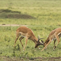 Impalas