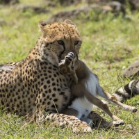 Guépard