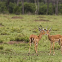 Impalas