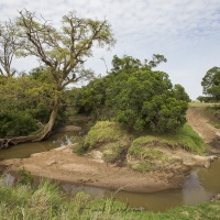 Biotope à léopard