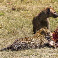 léopard et  hyène sur une carcasse de zèbre