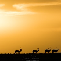 Impalas au lever de soleil