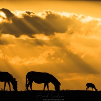 Coucher de soleil