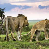 Couple de lions