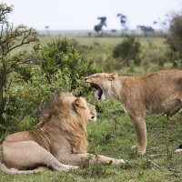 Couple de lions