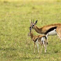 Gazelle de Thomson