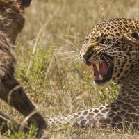 léopard chassant une hyène