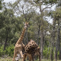 Giraffe masaï