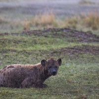 Hyène tachetée sous la pluie