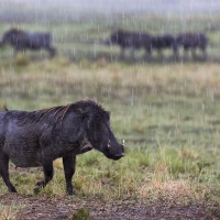 Phacochère sous la pluie