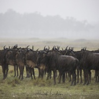 Gnous sous la pluie