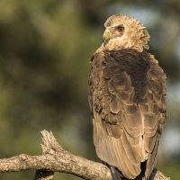 Aigle ravisseur