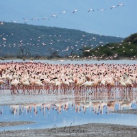 Flamants roses, lac Bogoria