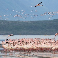 Flamants roses, lac Bogoria