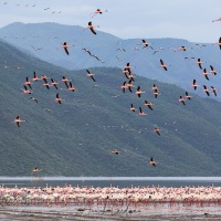 Flamants roses, lac Bogoria