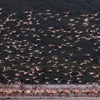 Flamants roses, lac Bogoria