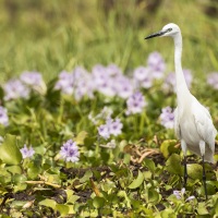 Aigrette garzette