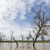 Arbres morts sur le lac Baringo