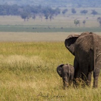 Elephante et son petit