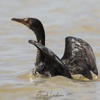 Cormoran africain