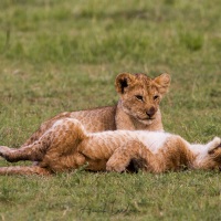 lionceaux jouant