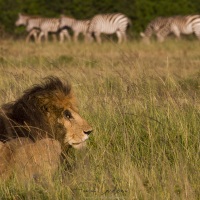 Lion indifférent aux zèbres