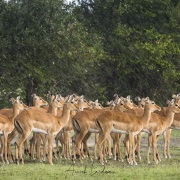 Impala