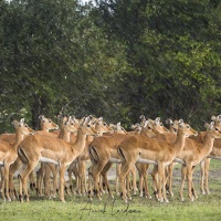 Impala