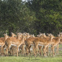 Impala