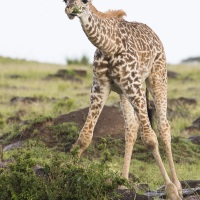 Girafe