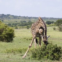 Girafe