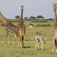 Girafe