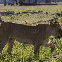 lionne et lionceau