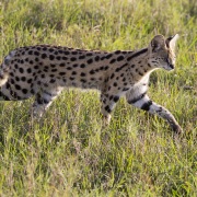 Serval