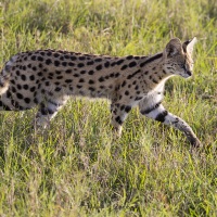 Serval