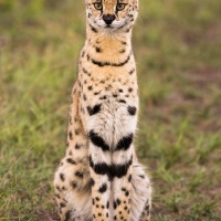 Serval