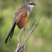 Coucal