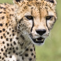 Guépard