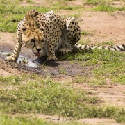 Guépard