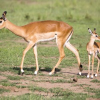 Impala