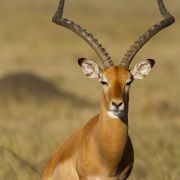 Impala