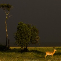 Impala