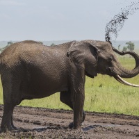 Eléphant