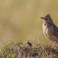 Cochevis