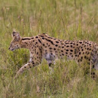 Serval