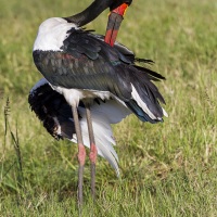 Jabiru faisant sa toilette