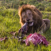 Repas du lion